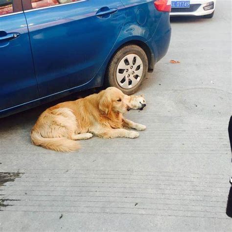 狗狗死在路邊怎麼辦